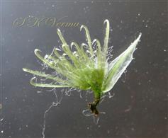  Modified (Sterile) flower